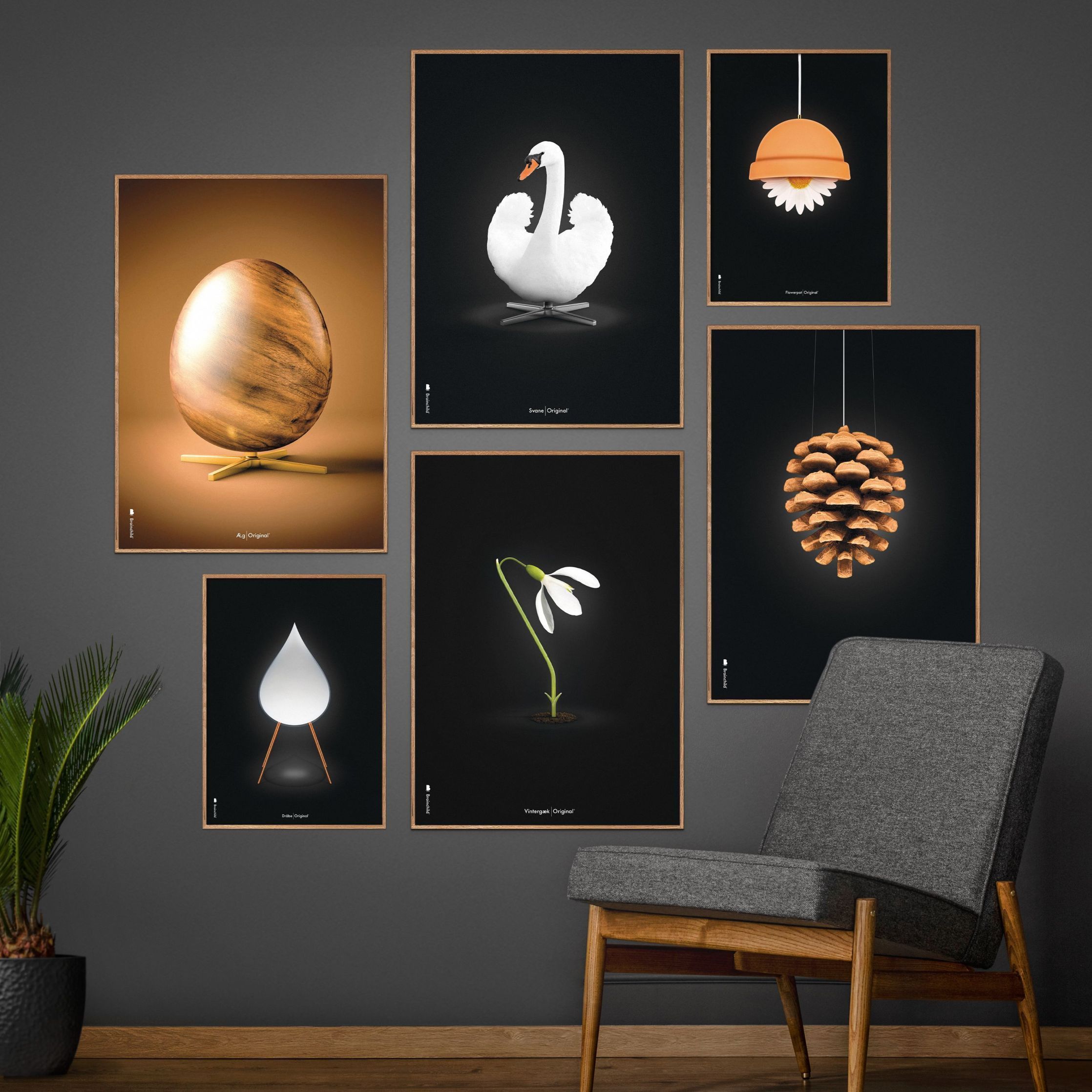Brainchild Swan Classic Poster, Frame In Black Lacquered Wood 30x40 Cm, White/White Background