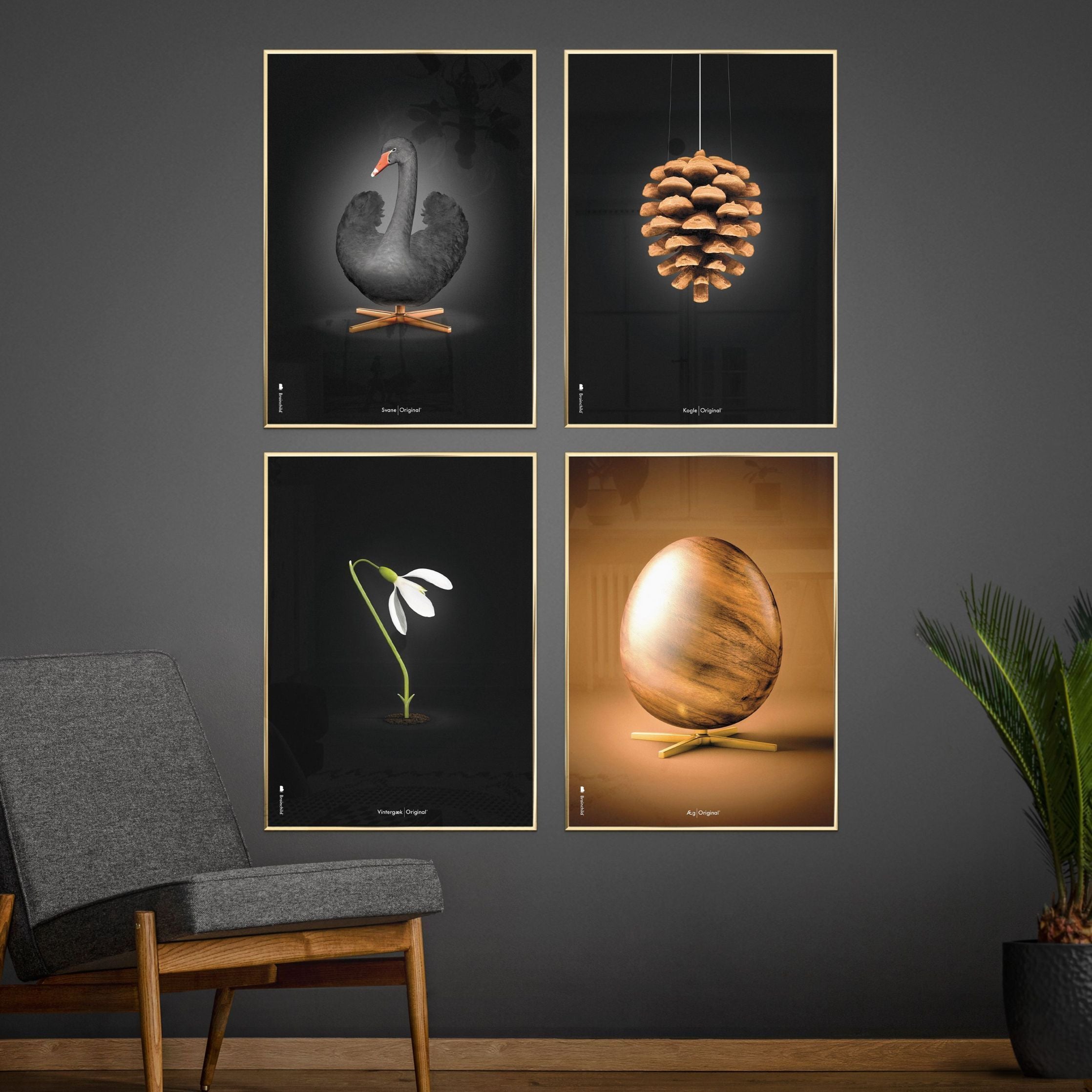 Brainchild Pine Cone Classic Poster, Frame Made Of Dark Wood 30x40 Cm, Black Background