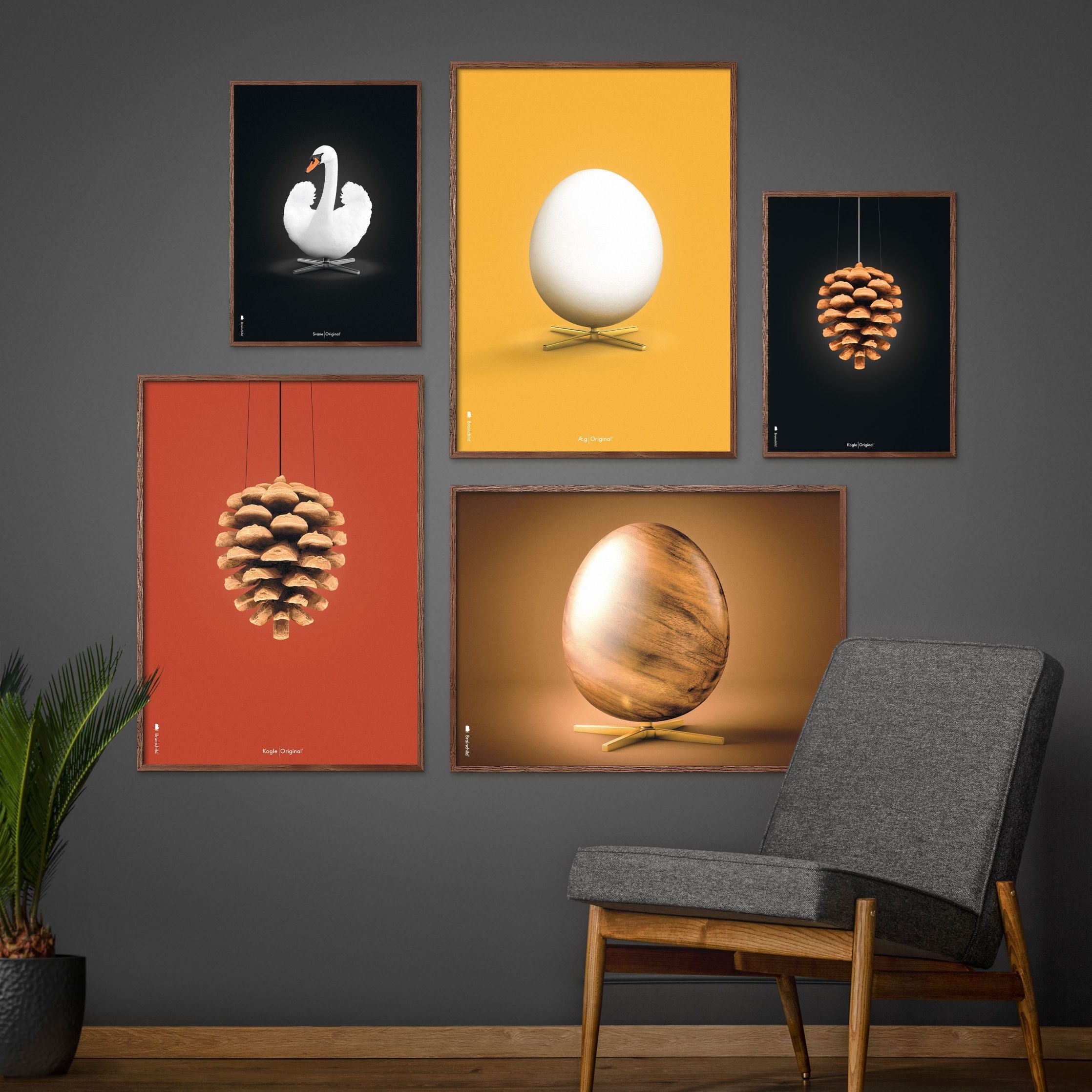 Brainchild Pine Cone Classic Poster, Frame In Black Lacquered Wood 30x40 Cm, Red Background