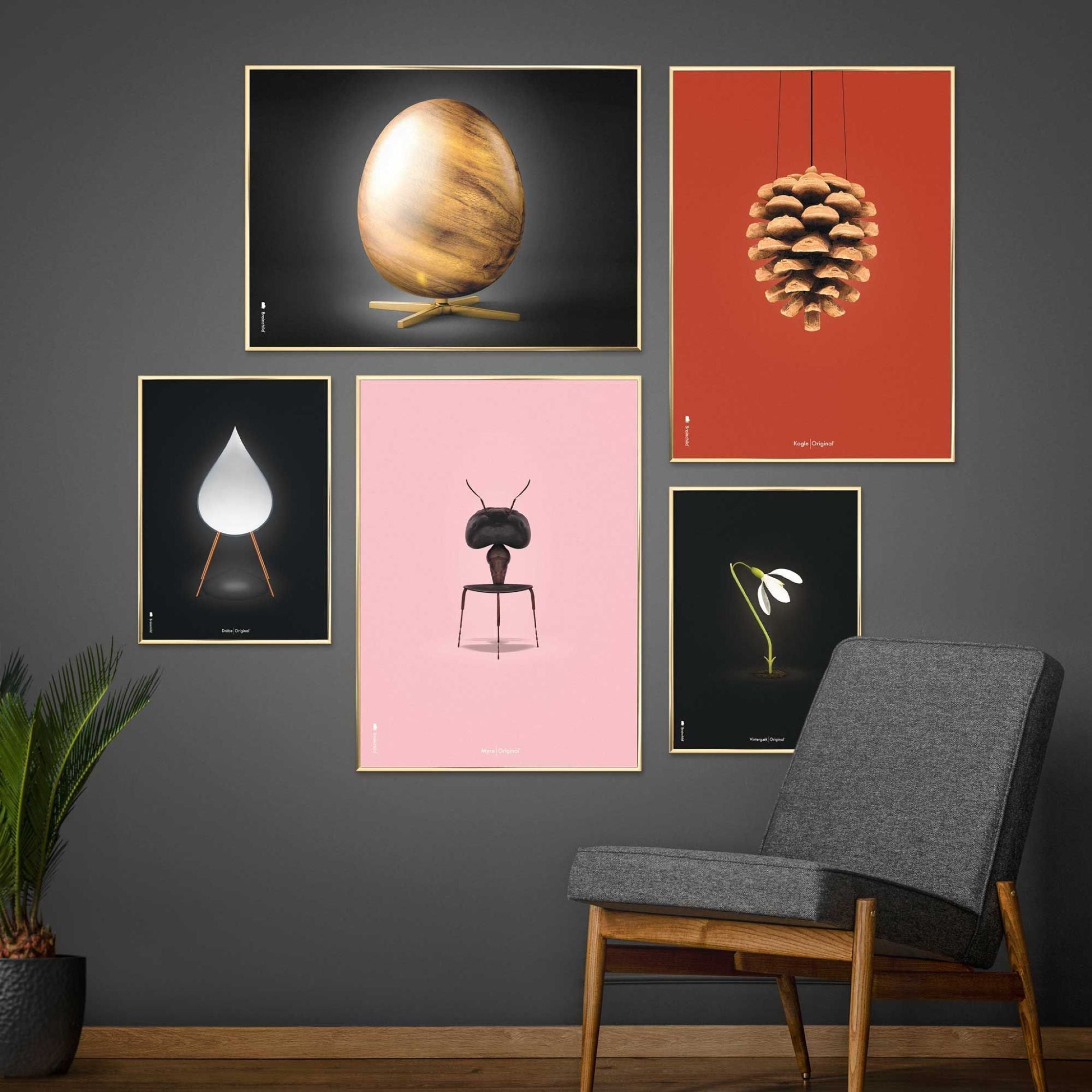 Brainchild Pine Cone Classic Poster, Frame In Black Lacquered Wood 50x70 Cm, Red Background