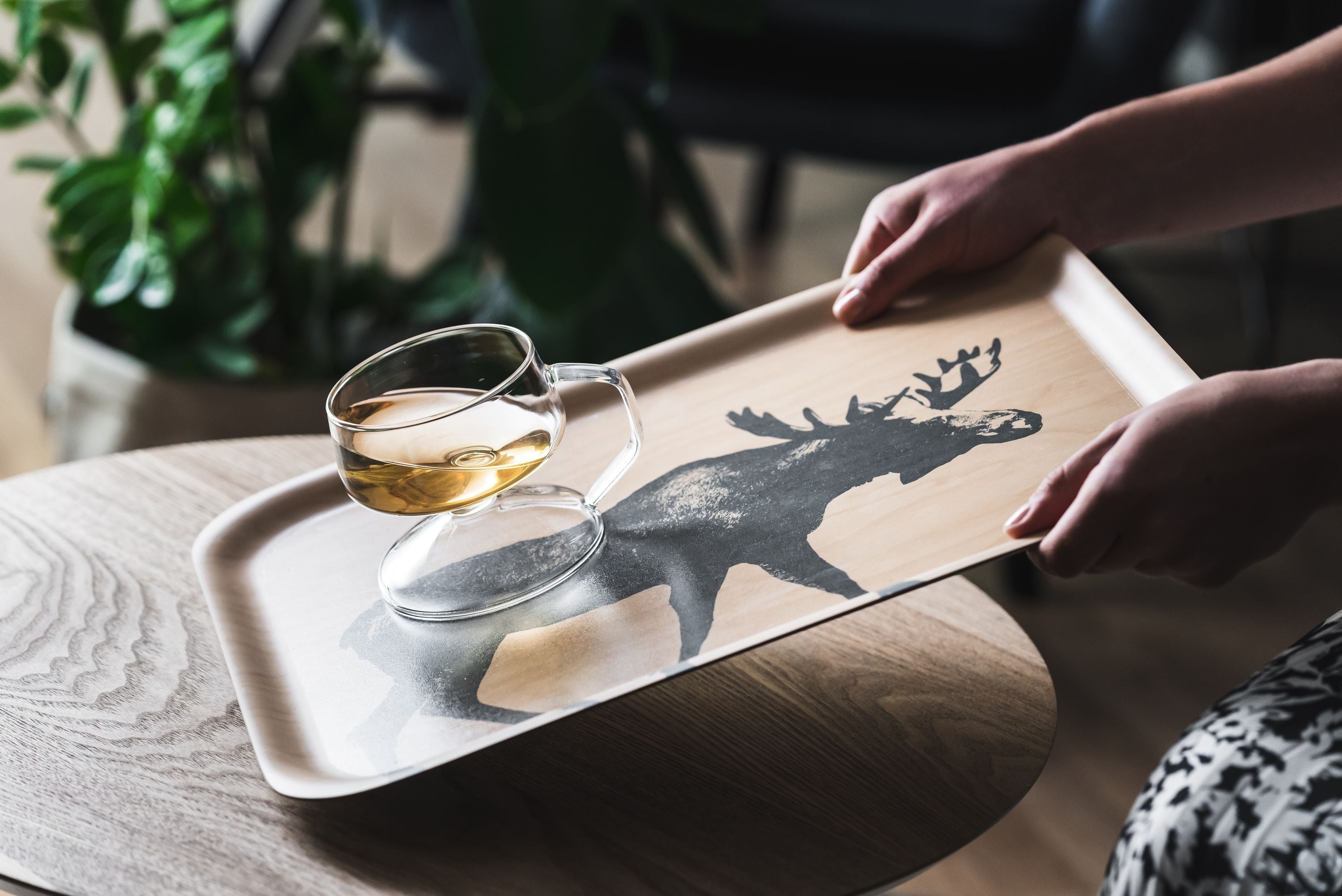 MUURLA TRAY, rodina Moose