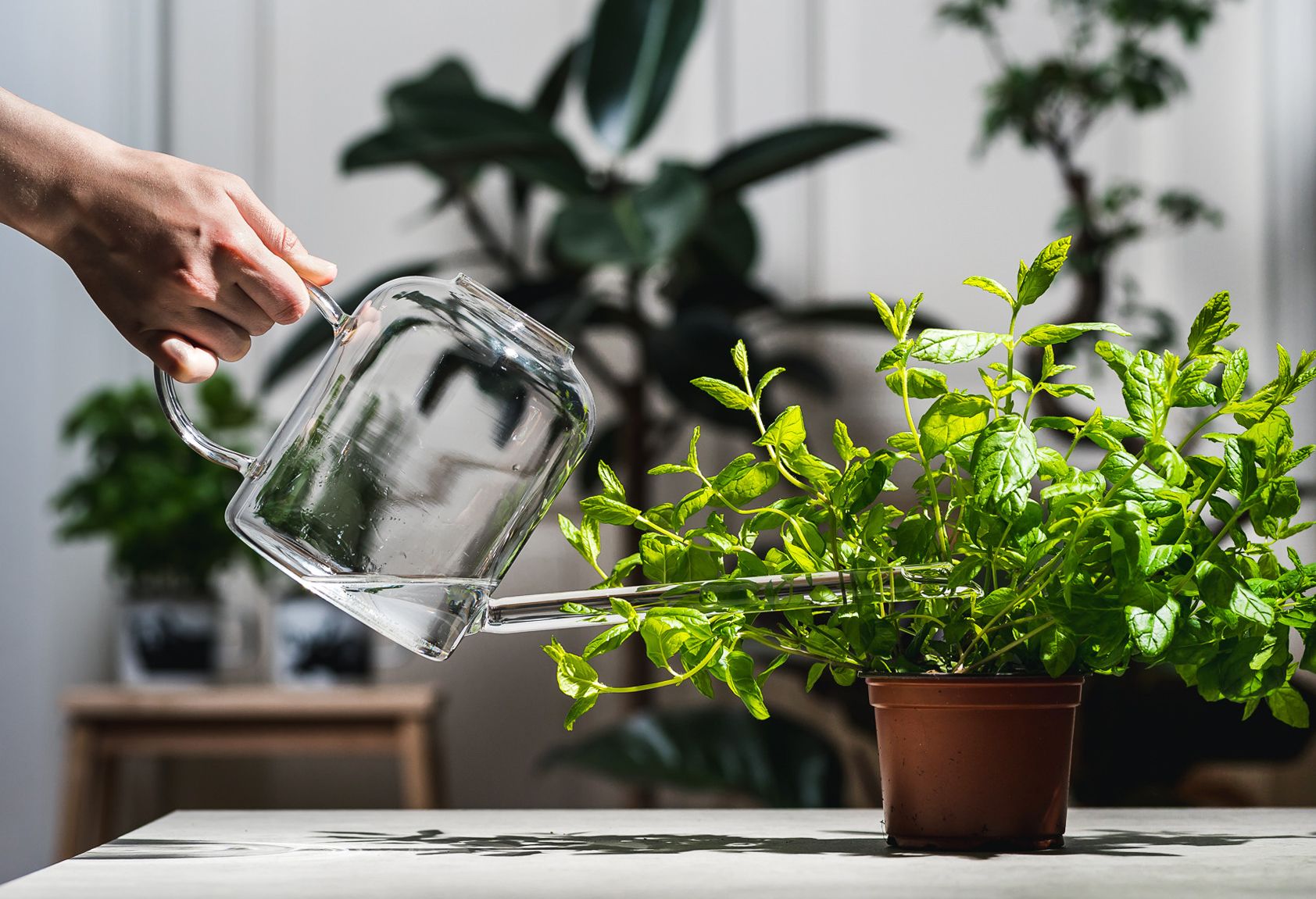 Muurla Watering Can, Clear