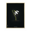  Snowdrop Classic plakát mosazný rám 50x70 cm černé pozadí