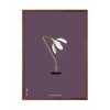  Snowdrop Classic Poster Dark Wood Frame A5 Purple Background