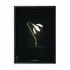  Snowdrop Classic Poster Frame In Black Lacquered Wood 30x40 Cm Black Background