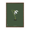 Brainchild Snowdrop Classic Poster, Frame Made Of Dark Wood 30x40 Cm, Green Background