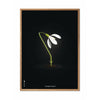  Snowdrop Classic Poster Frame Made Of Light Wood 30x40 Cm Black Background