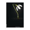  Snowdrop Classic Poster Without Frame 30x40 Cm Black Background