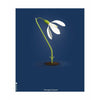  Snowdrop Classic plakát bez rámu 50x70 cm tmavě modré pozadí