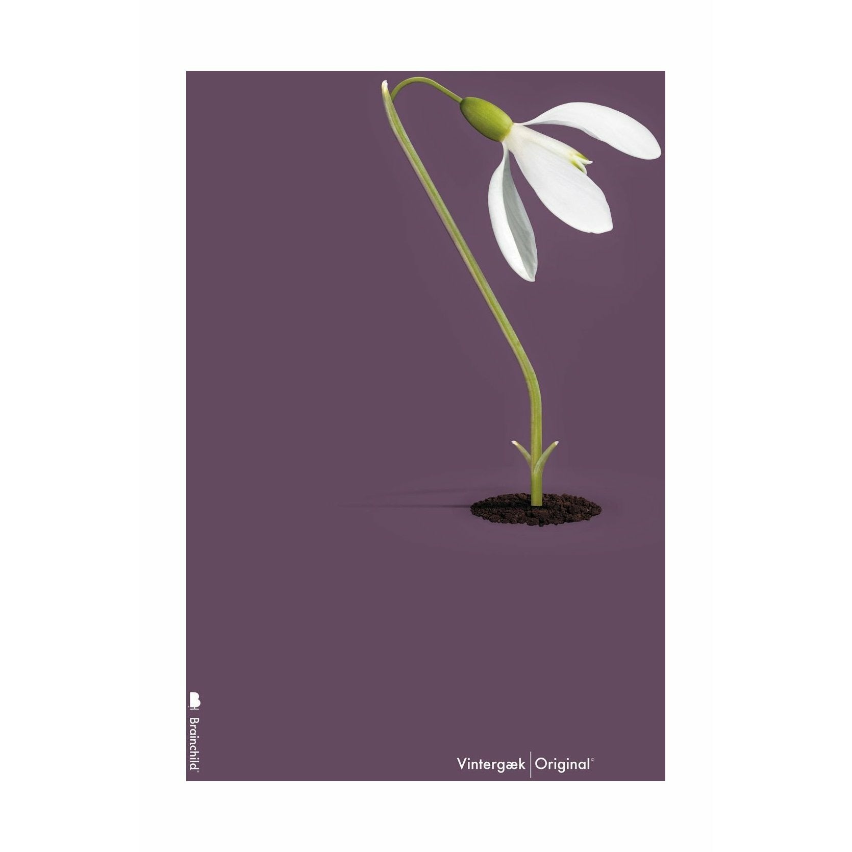 [product_category]-Brainchild Snowdrop Classic Poster Without Frame A5, Purple Background-Brainchild-5713713018181-62001-BRA-1