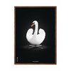  Swan Classic Poster Dark Wood Frame 50x70 Cm White/White Background