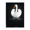 Klasický plakát  Swan bez rámu 30 x40 cm bílé/bílé pozadí