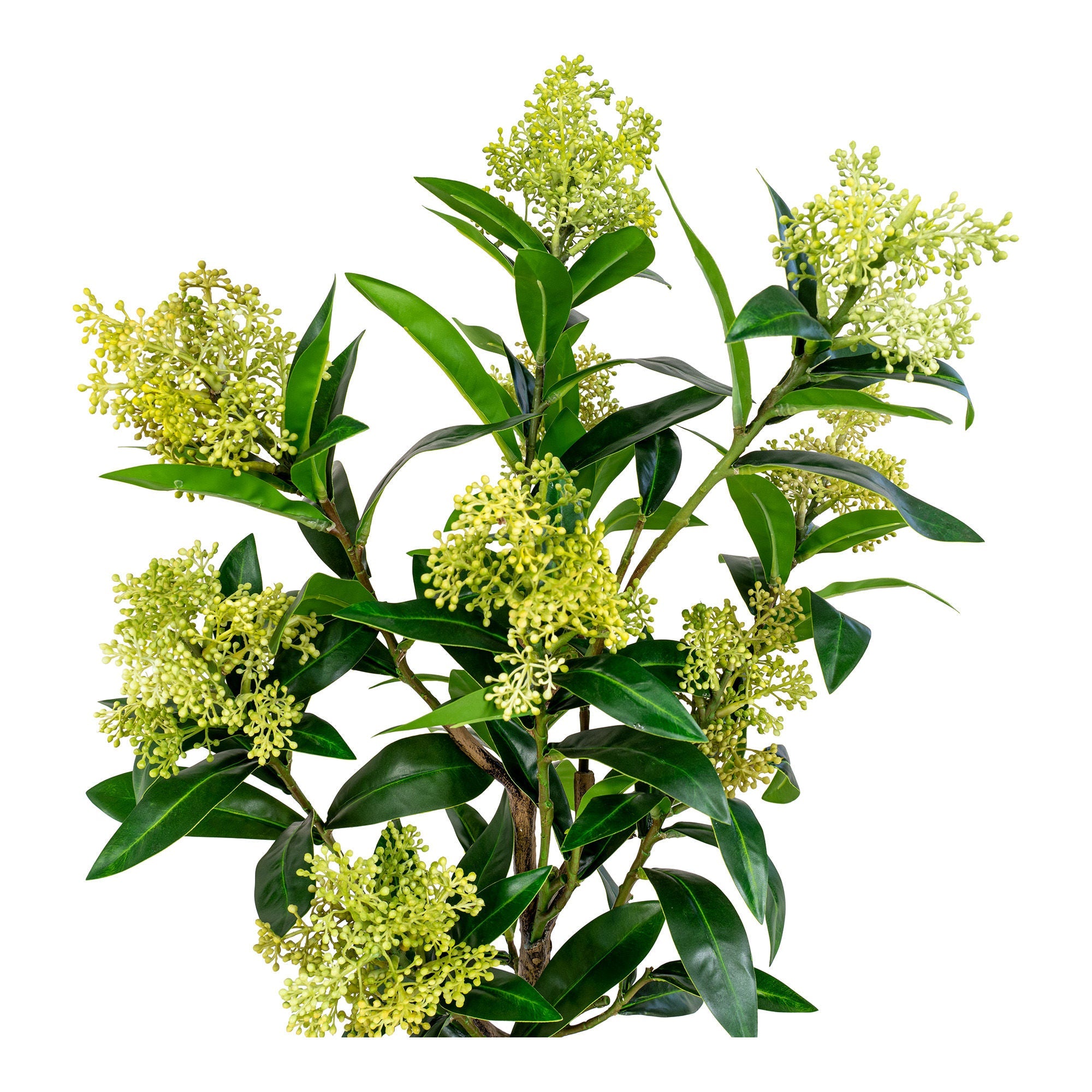 House Nordic Skimmia Tree