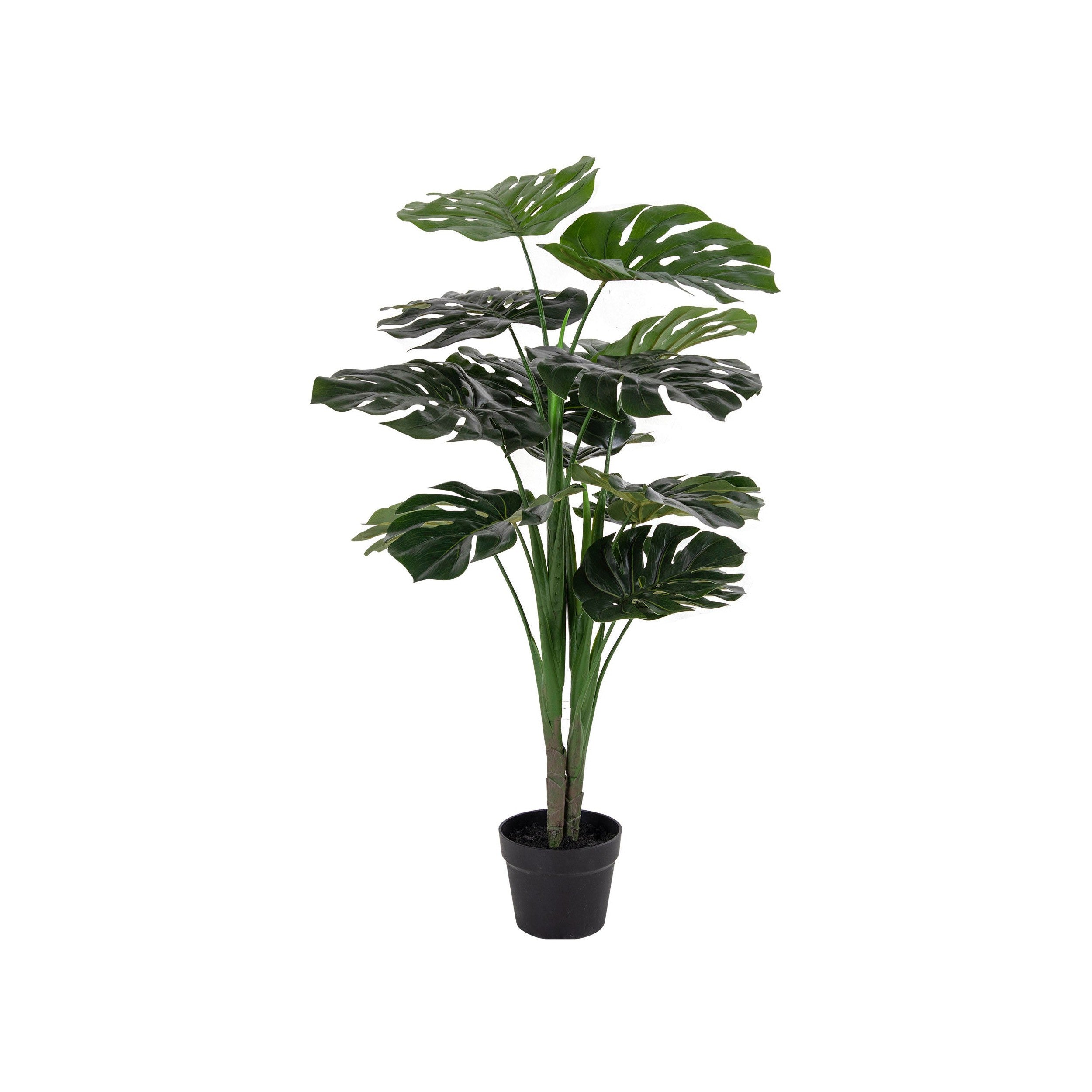 House Nordic Monstera