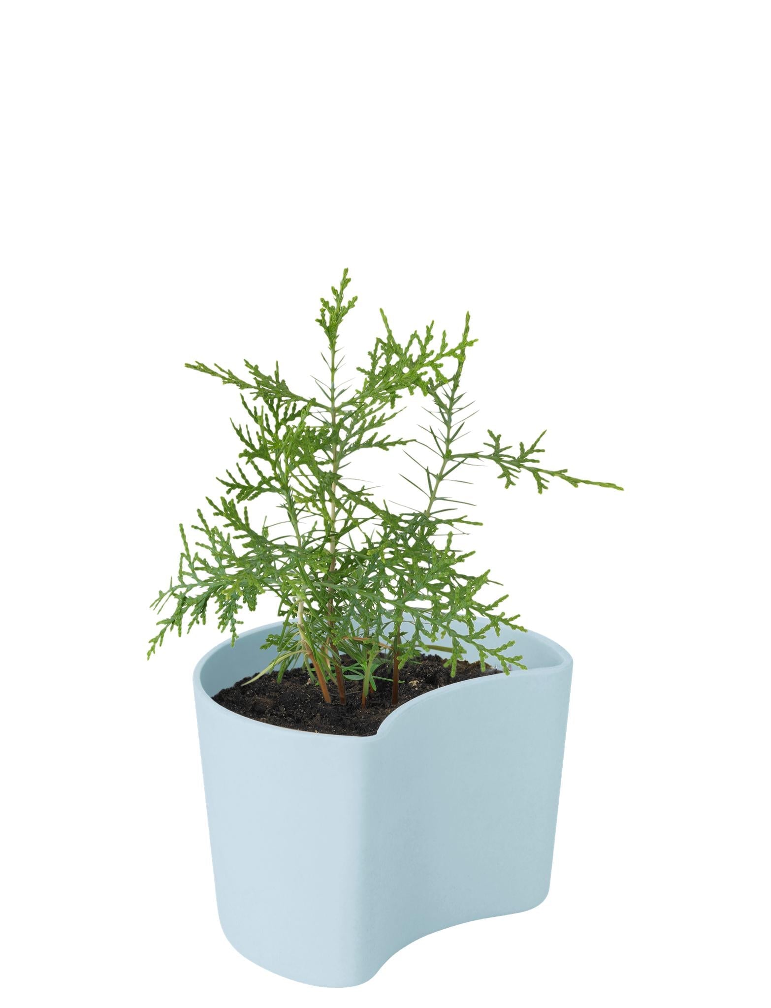 [product_category]-Rig Tig Your Tree Flower Pots With Seeds, Blue-Rig-Tig-5709846025813-Z00136-3-RIG-3