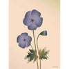  Geranium Poster 50 X70 Cm Nude