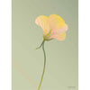  Nasturtium Poster 30 X40 Cm Green