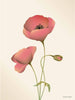  Poppy Poster 15 X21 Cm Meringue