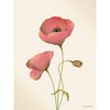 Vissevasse Poppy plakát 50 x70 cm, pusinky