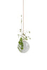 Studio About Hanging Flower Bubble Vase Medium, Transparent