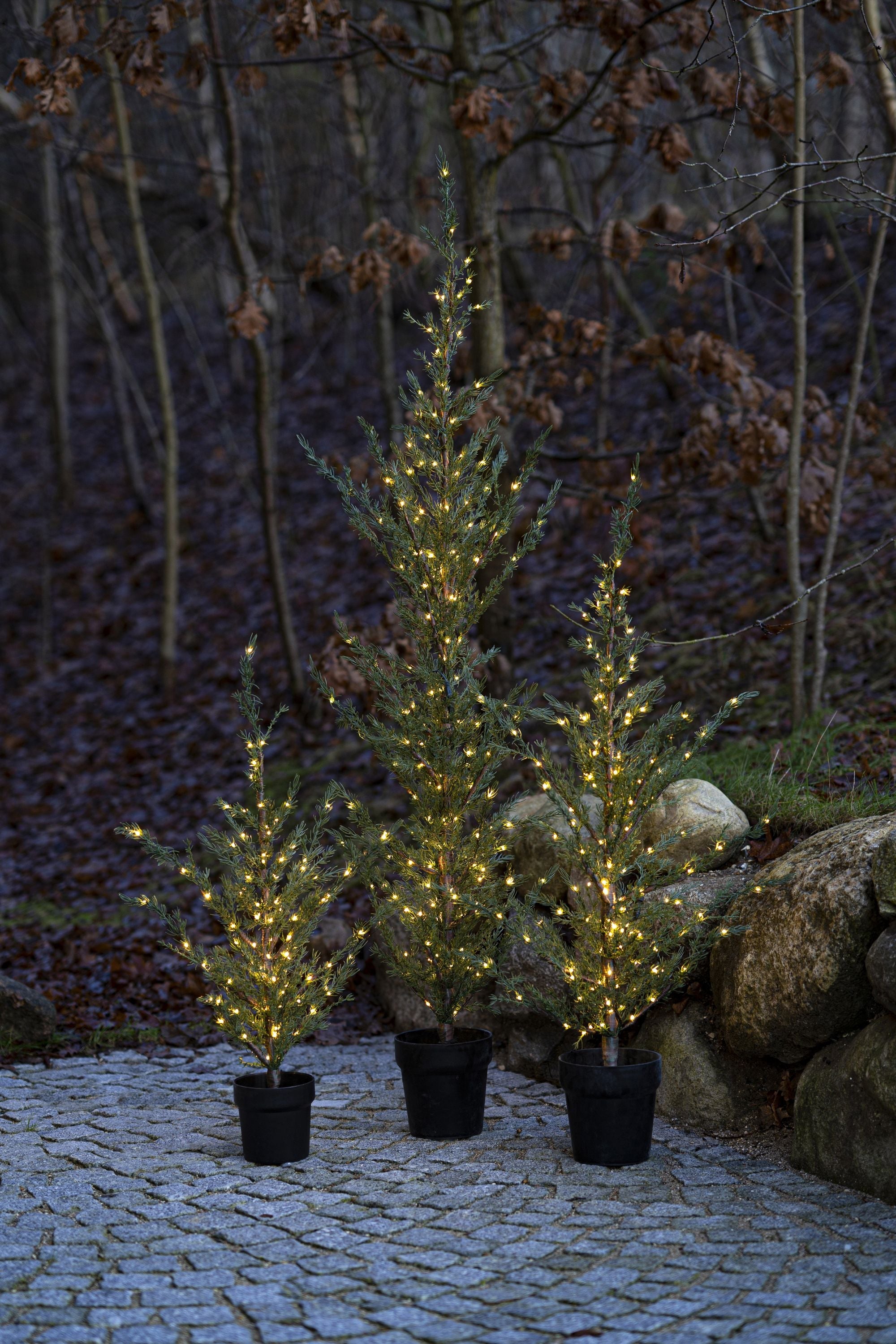 Sirius Milas Ceder Tree, H190 cm