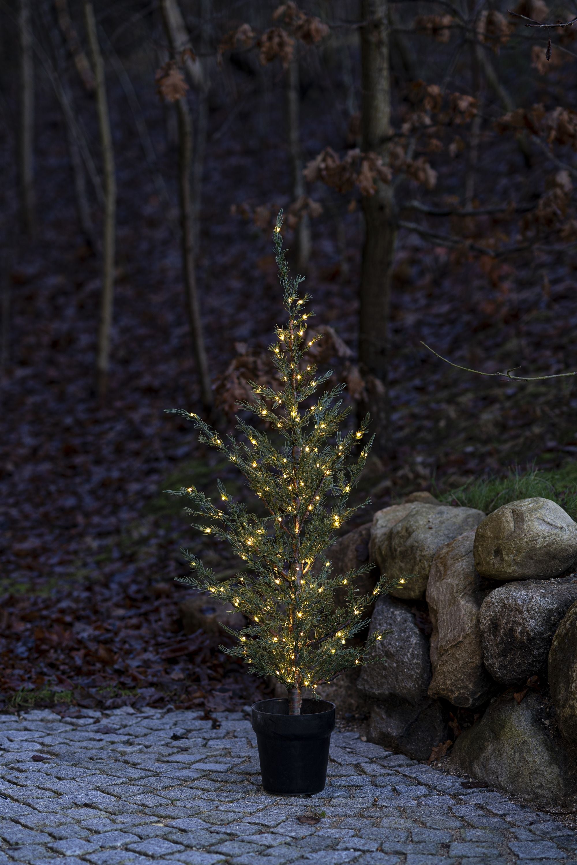 Sirius Milas Ceder Tree, H130 Cm