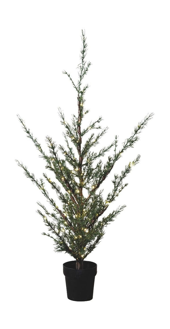 Sirius Milas Ceder Tree, H130 cm