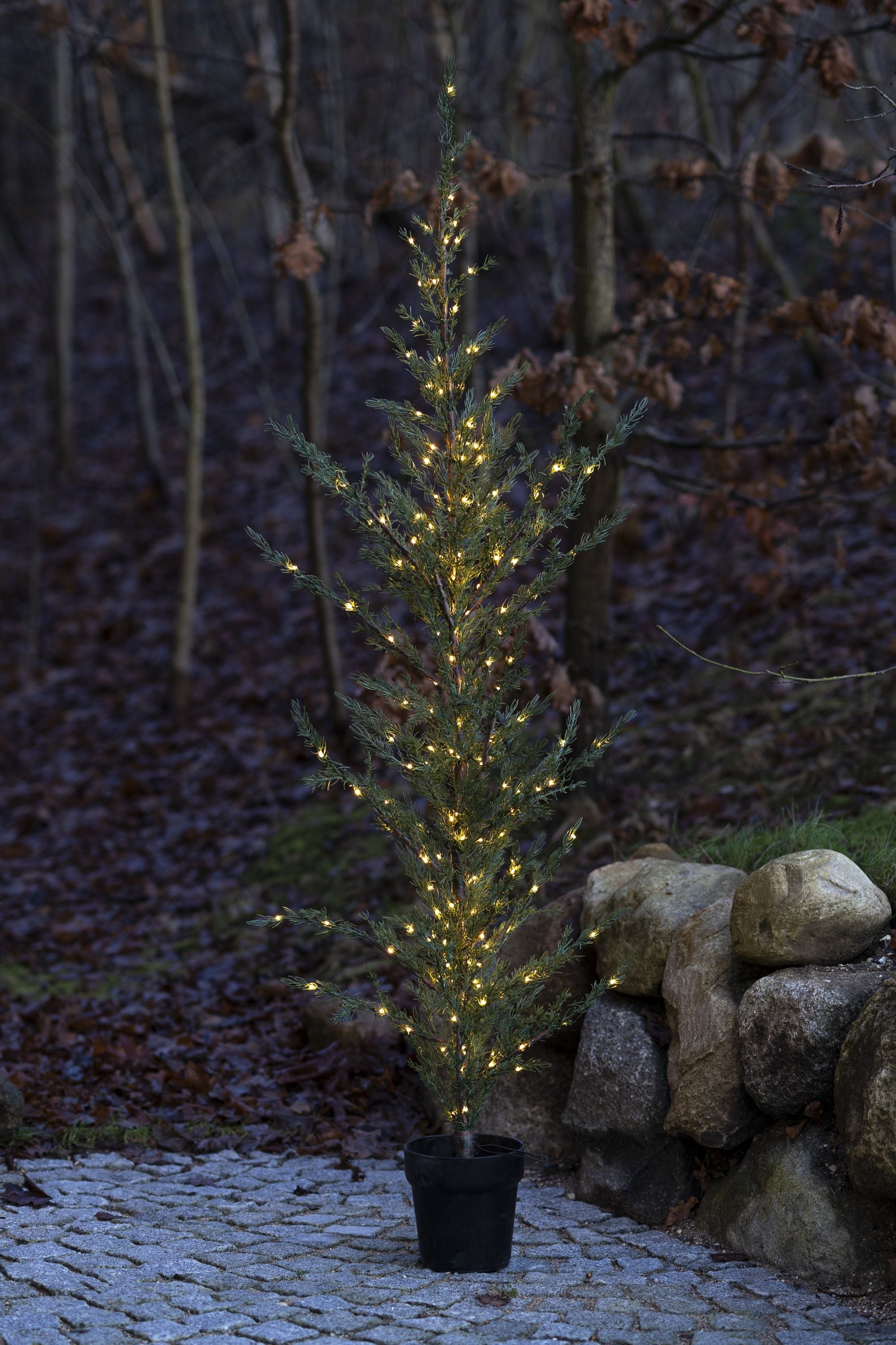 Sirius Milas Ceder Tree, H190 cm