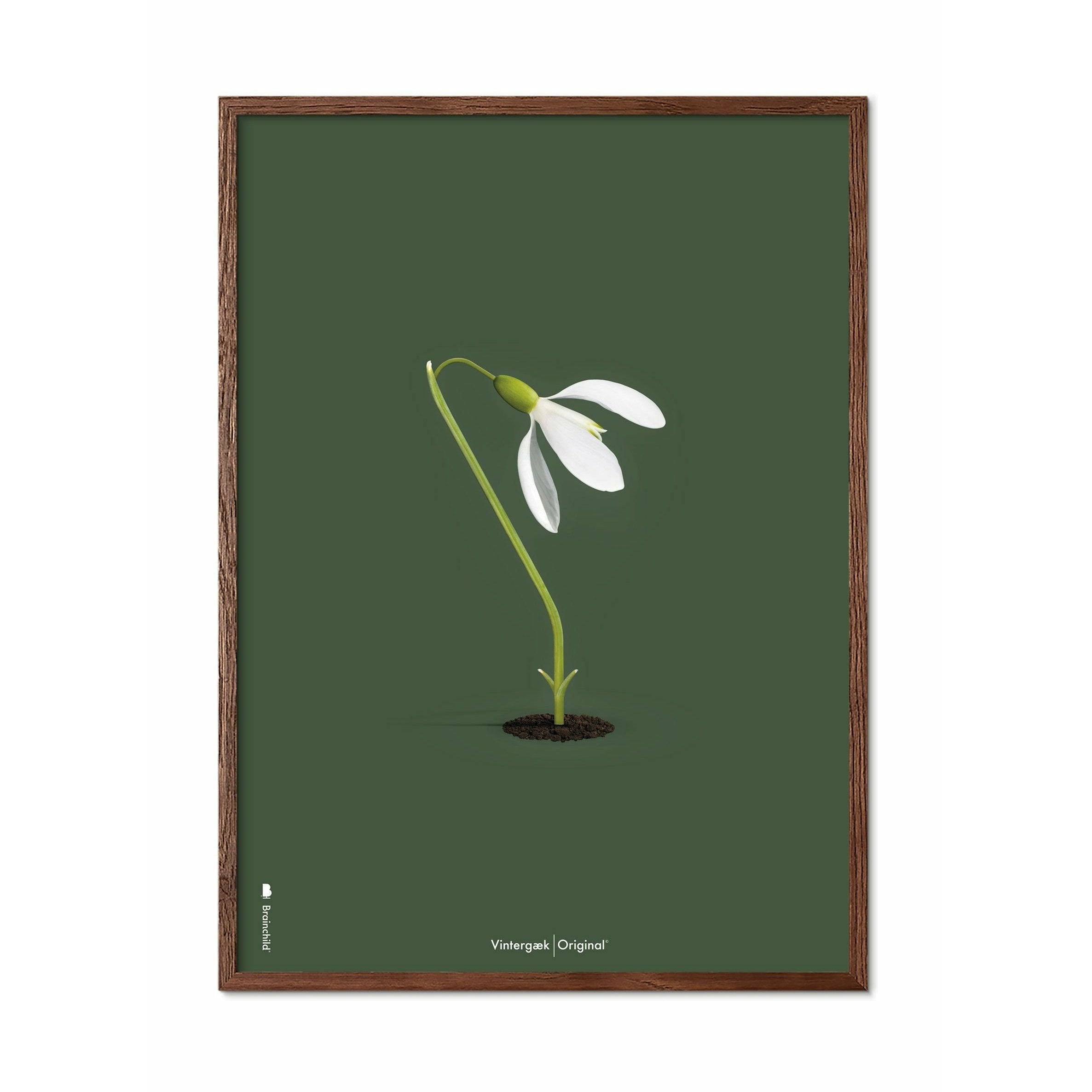 Brainchild Snowdrop Classic plakát, rám vyrobený z tmavého dřeva 50x70 cm, zelené pozadí