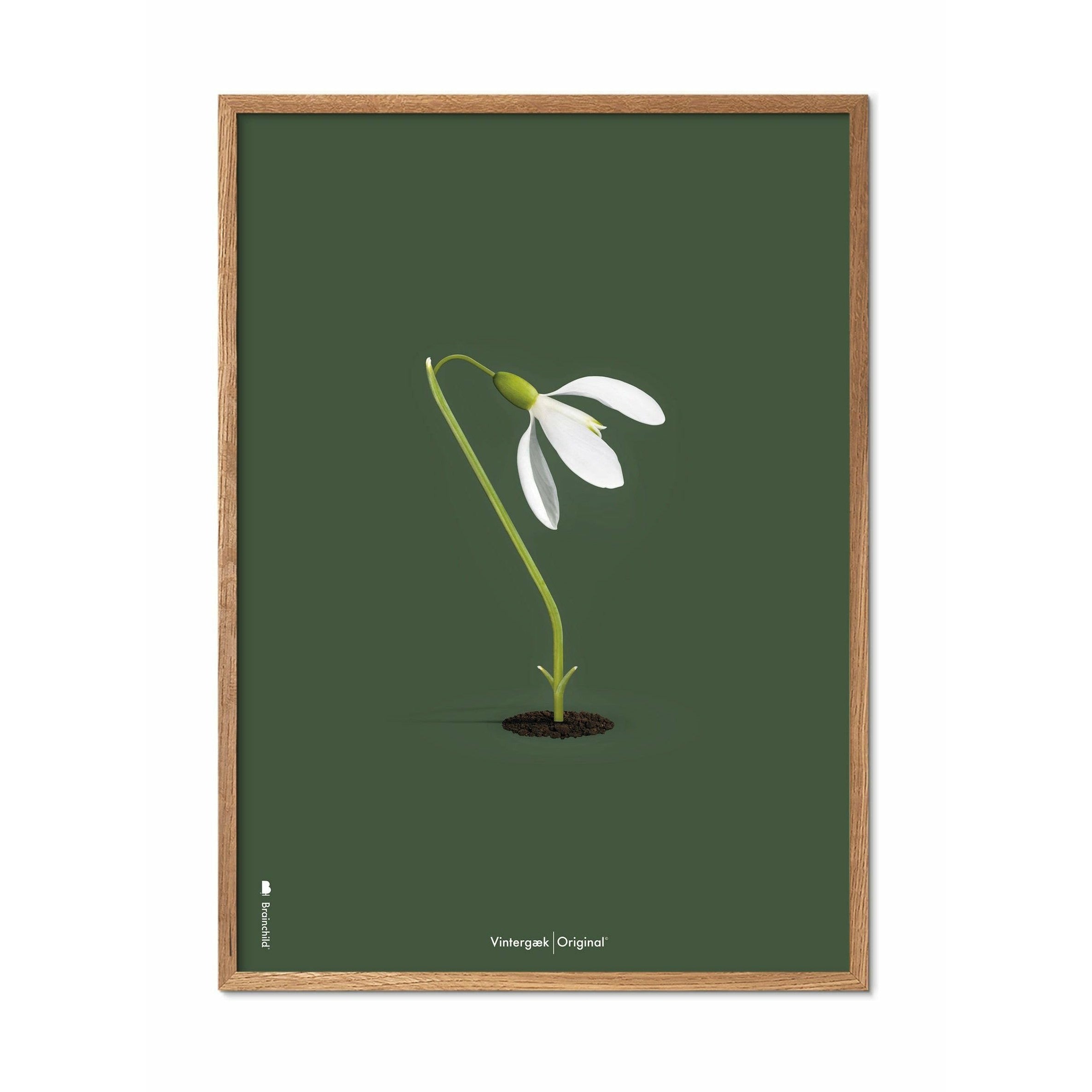 Brainchild Snowdrop Classic plakát, rám vyrobený z lehkého dřeva 50x70 cm, zelené pozadí