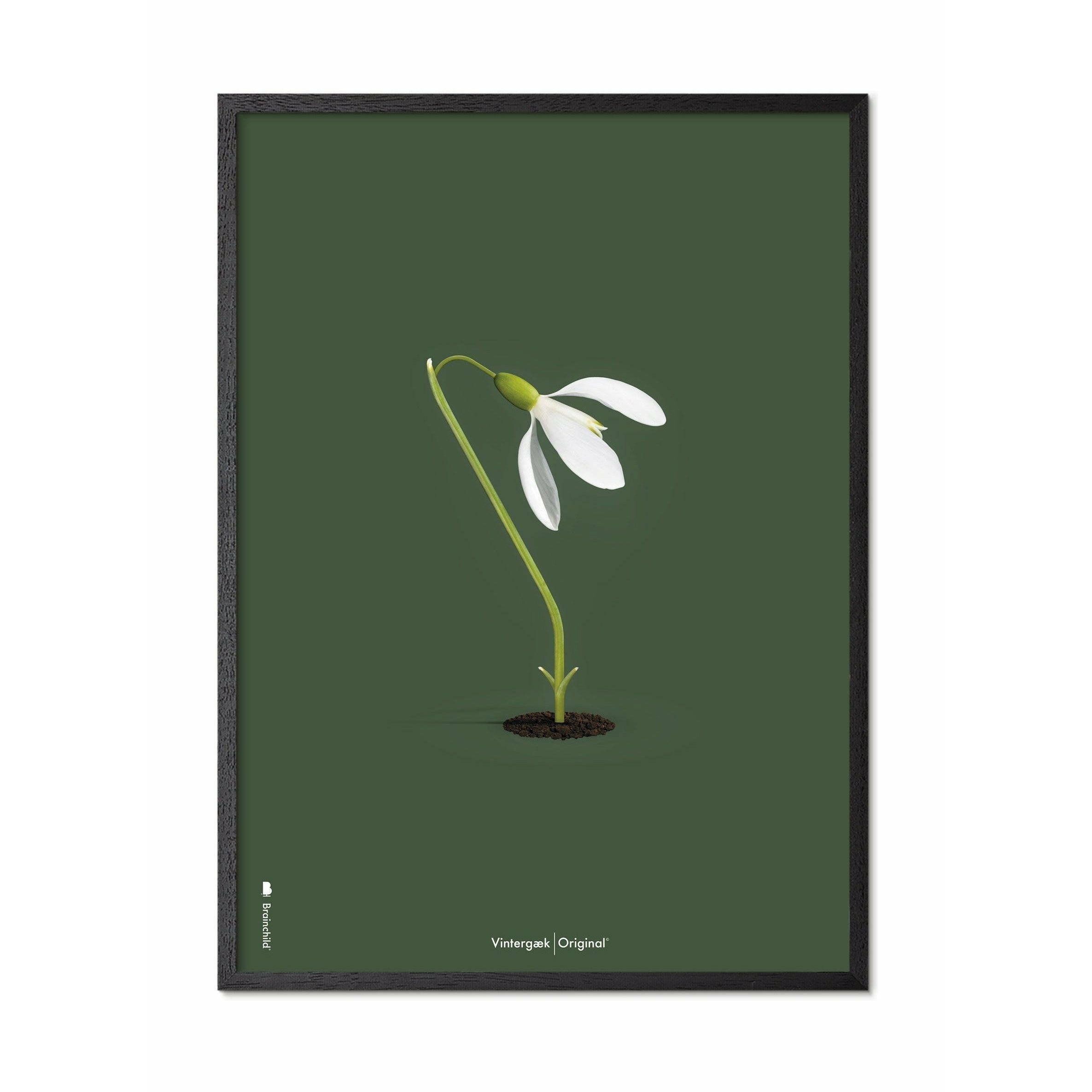 Brainchild Snowdrop Classic plakát, rám v černém lakovaném dřevu 70x100 cm, zelené pozadí