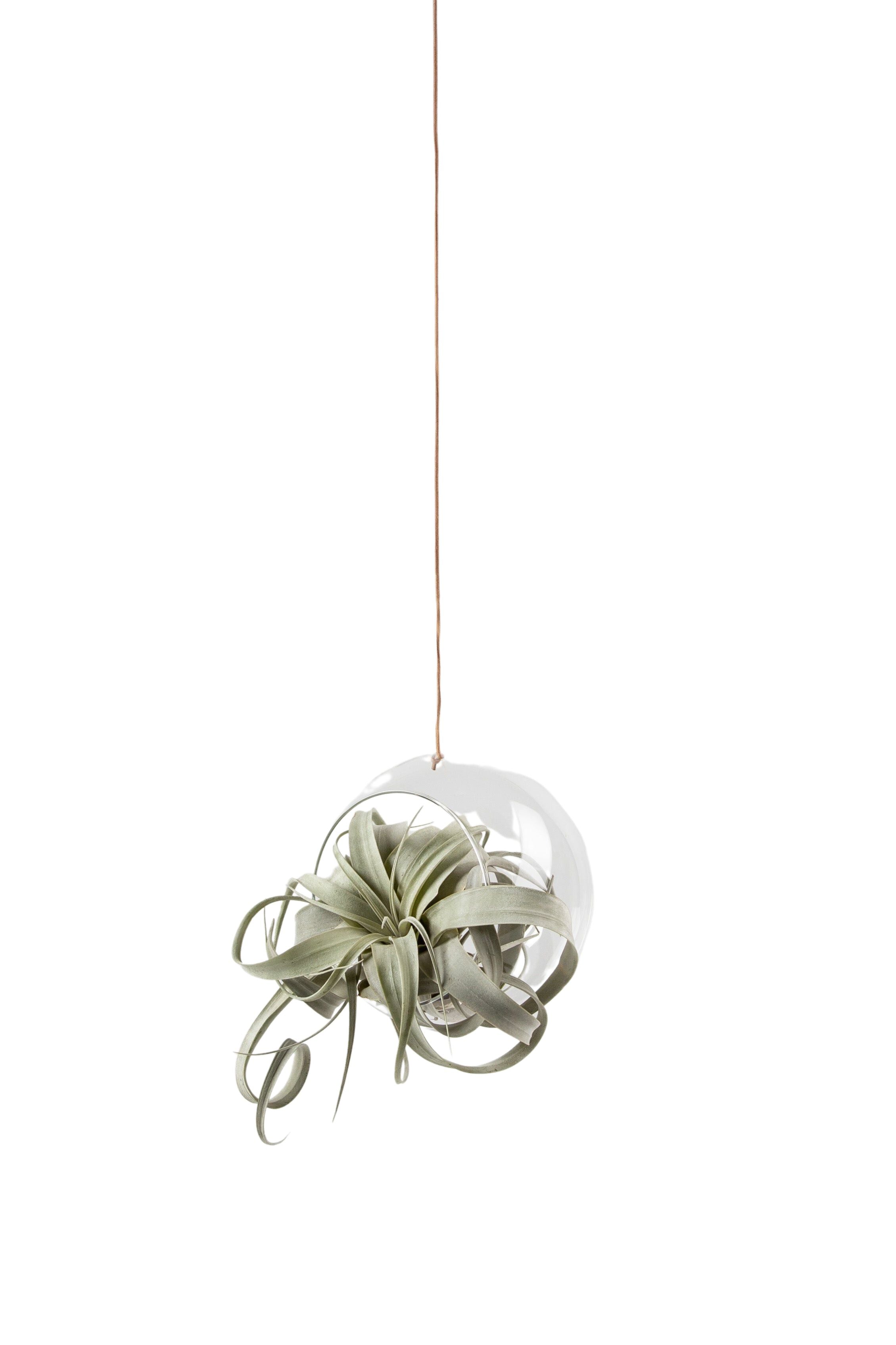 Studio About Hanging Plant Bubble Vase Large, Transparent